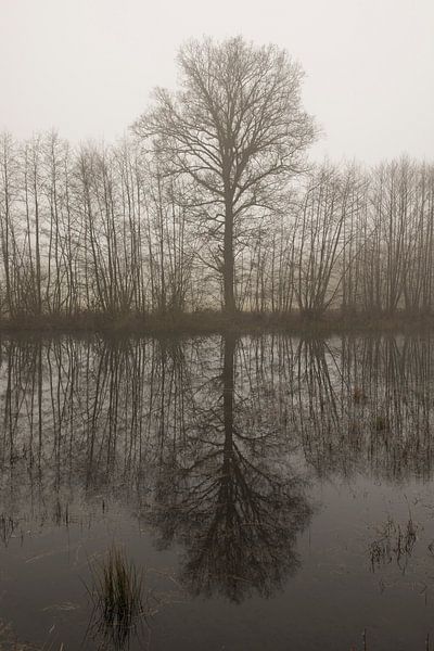 Tree outline with reflection in the morning mist by Tonko Oosterink