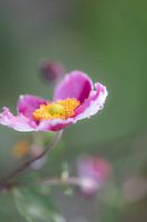 Autumn anemone (anemone hupehensis) in full bloom