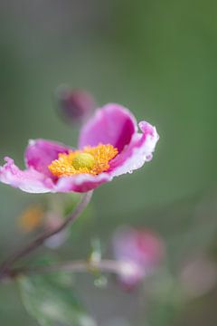 Herfstanemoon (anemone hupehensis) in volle bloei van Joachim Küster