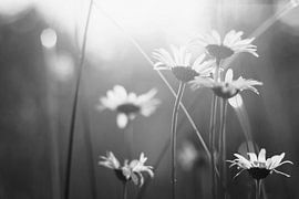 Weiße Gänseblümchen von Walljar