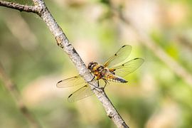 Goldlibelle in Nahaufnahme von Brian Morgan