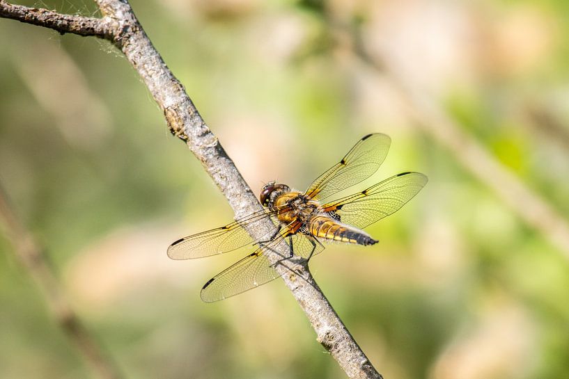 Golden Libelle in Closeup by Brian Morgan