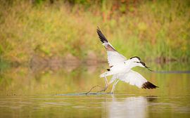 Klutendans von Miriam van Dun