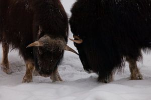 de combattre ou d'affronter un duel de géants laineux. Bête relique polaire à cornes de glace de l'è sur Michael Semenov