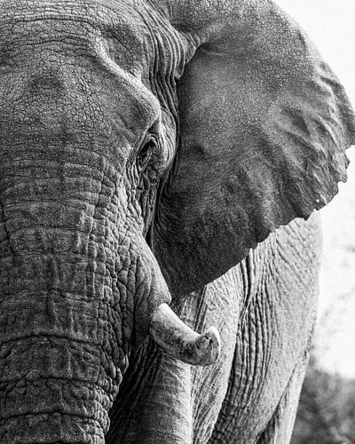 Olifant close up in zwart wit | Wildlife Portret Afrika Natuurfotografie Vintage Retro