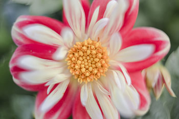 Blume