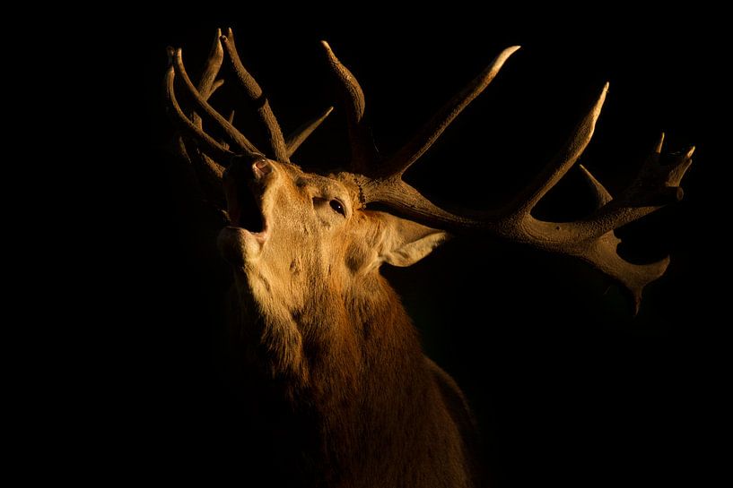 Bronze Red Deer in the last evening light of the sunset by Jeroen Stel