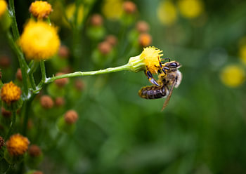 Bee on flower