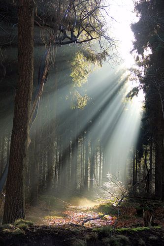 First light