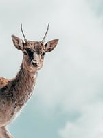 Hello, my deer