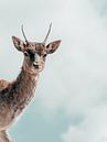 Hello, my deer von Colin Bax Miniaturansicht