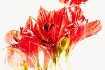 Alstroemeria in ijs 2 van Marc Heiligenstein