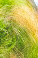 crass in green and yellow