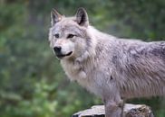 Wolf in Yoho NP, Canada van Christa Thieme-Krus thumbnail