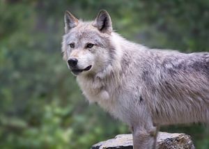 Wolf in Yoho NP, Canada van Christa Thieme-Krus