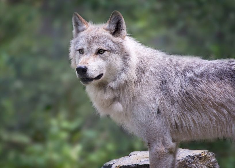 Wolf in Yoho NP, Kanada von Christa Thieme-Krus