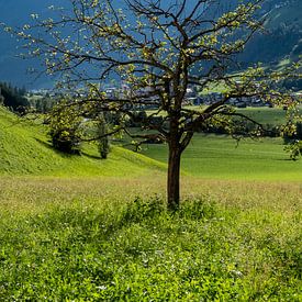 juste un arbre sur Nienke Stegeman