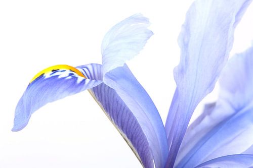 Iris tegen een witte achtergrond