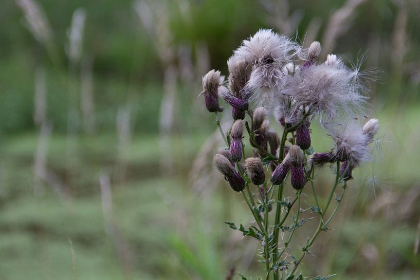 bloemen by Nicole Wetzels
