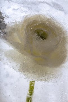 Witte ranonkel in ijs 1 van Marc Heiligenstein