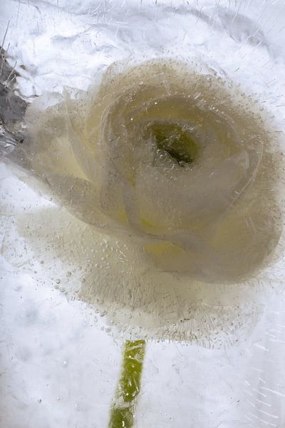 Weiße Ranunkel in Eis 1 von Marc Heiligenstein