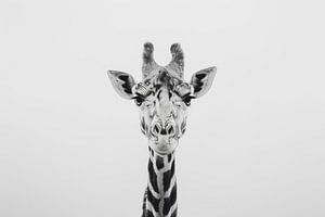 Giraffe in Schwarz-Weiß - Minimalistische Tierkunst