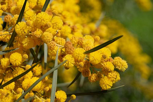Flowering silver acacia