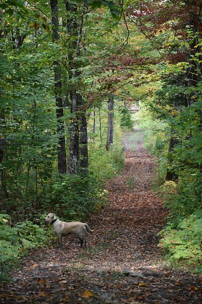 A path in the forest in autumn by Claude Laprise