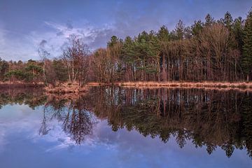 Aanbreken van de dag met blauwe lucht en de bosrand weerspiegeld in een meer van Tony Vingerhoets