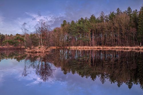 Daybreak with blue sky and forest edge reflected in a lake by Tony Vingerhoets
