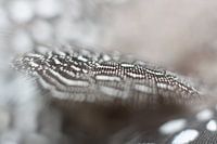 Feather