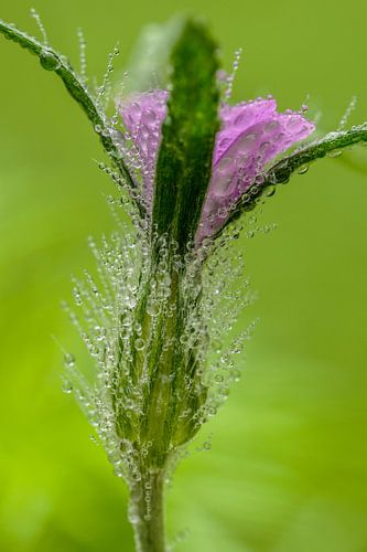 Regentropfen
