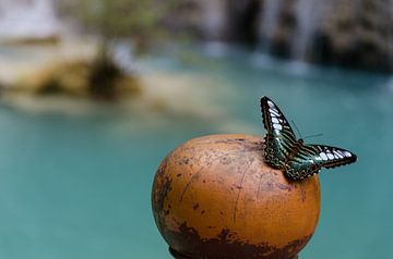 Vlinder bij de waterval by Eline Willekens