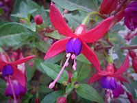 Roze / paarse bloemen