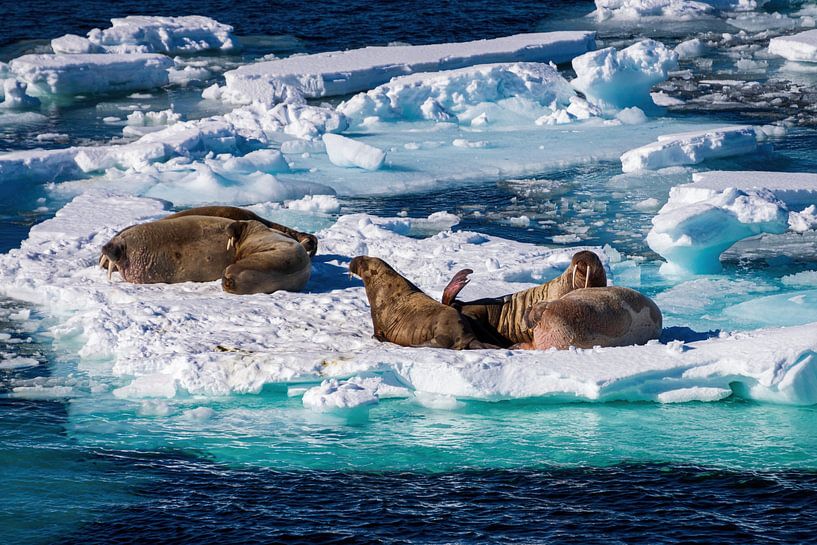 Eis-Scotch mit Walrossen von Merijn Loch