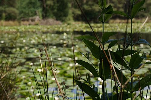 Der Teich