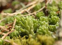 Miniature succulent