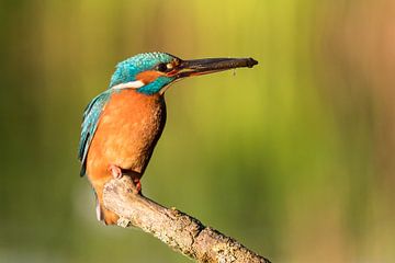 Vogels | IJsvogel mannetje met een visje voor de ijsvogeljongen van Servan Ott