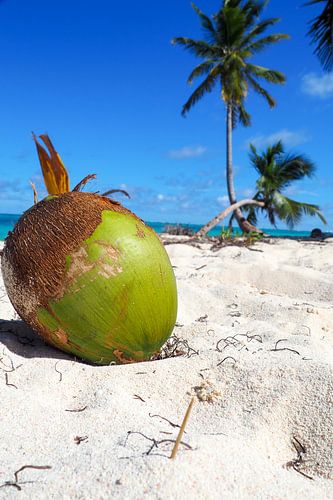 Caribisch paradijs: turkooisblauwe zee, witte stranden en tropische lichtheid in kleurrijke foto's.