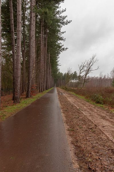 Where to by Nina Rotim