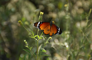 Un papillon orange dans un paysage herbeux