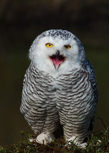 Sneeuwuil laat van zich horen..