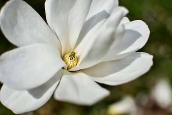 White bloom in front of neutral ground