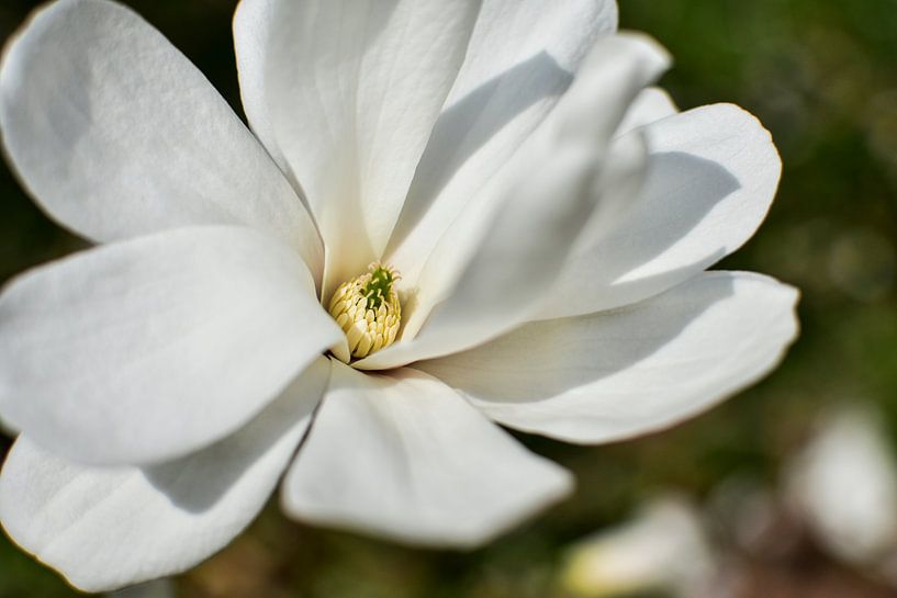 Weiße Blüte vor neutralem Grund von Nadine Rall