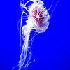 Jellyfish -1 by Scholtes Fotografie