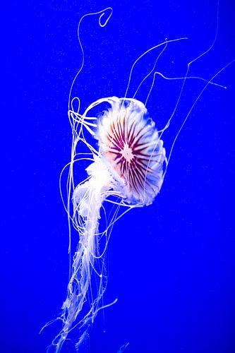 Jellyfish -1