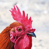 Copper maroon rooster, close-up