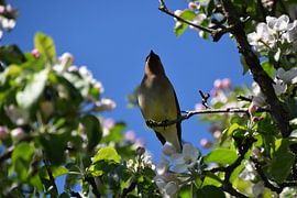 Een ceder waxwing in een appelboom van Claude Laprise