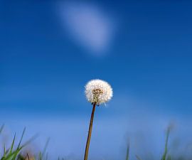 Frog fork perspective on a fluffy ball of a dandelion