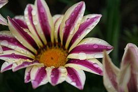 Bloem by Lieke Roeven